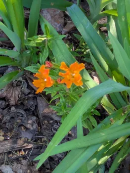 flowering Moneyflower, a California native