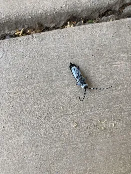 Banded alder borer insect on concrete