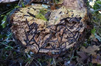 Mediterranean oak borer tree trunk cross section