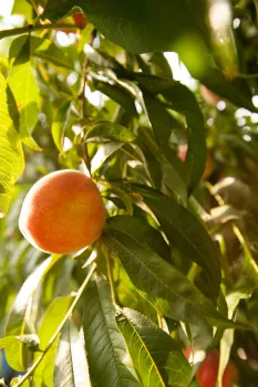 Peach