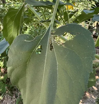 Photo of bird damage on a sunflower leaf.