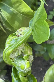 Photo of more extensive leafminer damage on a leaf.