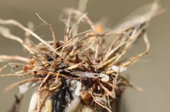 rice water weevil on rice roots