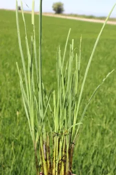 rice defoliation from armyworm feeding