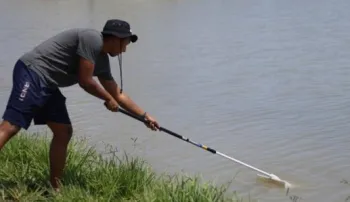 collecting tadpole shrimp with the scooper