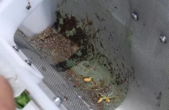 tadpole shrimp seen in scooper