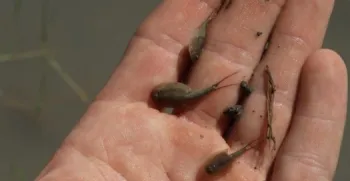 tadpole shrimps