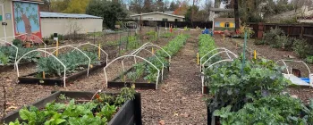 Grace garden winter crops