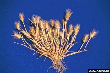 Mediterranean barley plant with seedhead and roots included