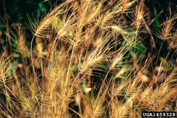 medusahead seedheads upclose