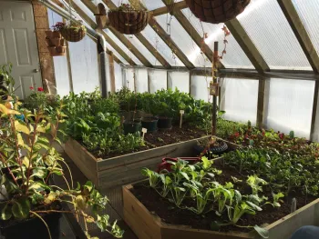 winter vegetable inside green house 