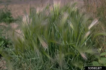 Foxtail barley plant