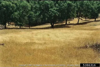Medusa head in field