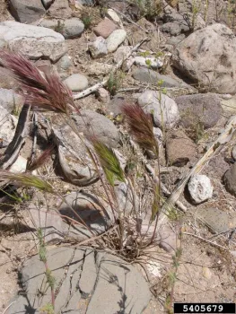 red brome plant in dry field