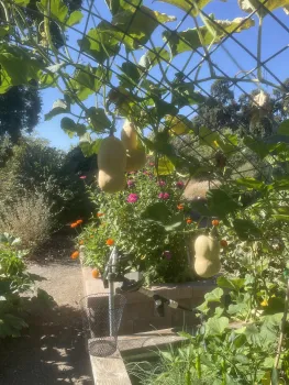 Butternut squash suspended from trellis in the Demo Garden. Anne Ryder