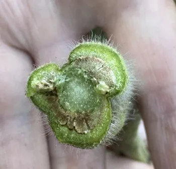 Brown water transport tissues from fungal infection.