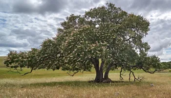 California Buckeye Tree in the landscape