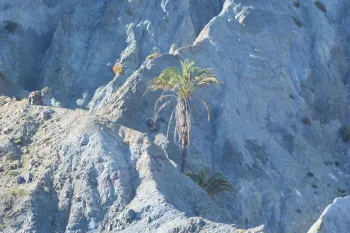 Canyon ridge north of Cedros Town, Cedros Island Mexico. Two mature date palms growing in an extremely hostile site. © 2023 iNaturalist Mexico, courtesy of Juan Cruzado Cortés.