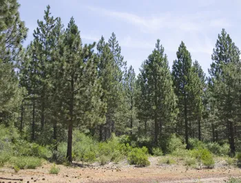 New conifer growth in a reforested wildfire area in Shasta County