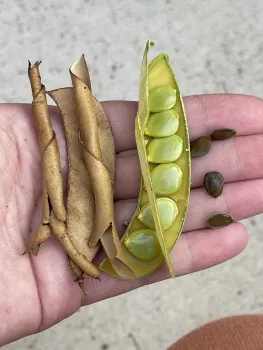 desert bird of paradise