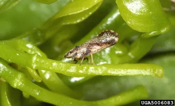 An adult Asian citrus psyllid. Photo by David Hall, USDA Agricultural Research Service, Bugwood.org.