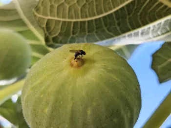 A female black fig fly laying eggs in a fig fruit. Photo by Houston Wilson, Dept. of Entomology, UC Riverside.