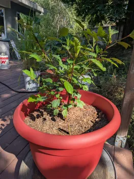 Hibiscus 'Roselle' plant in a red pot