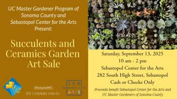 Succulent and ceramics garden art sale September 2025