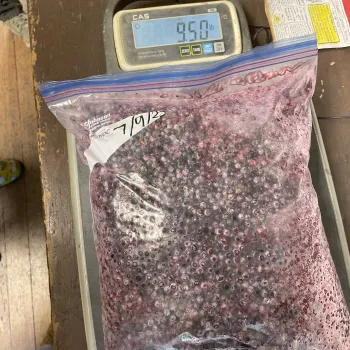 A two-gallon bag of frozen elderberries on a scale.