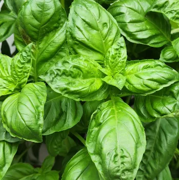 Basil