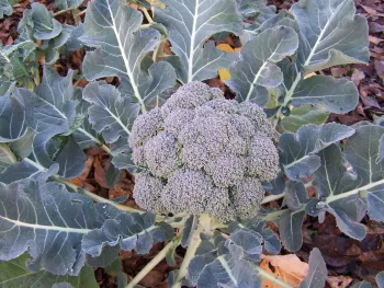 Photo of broccoli