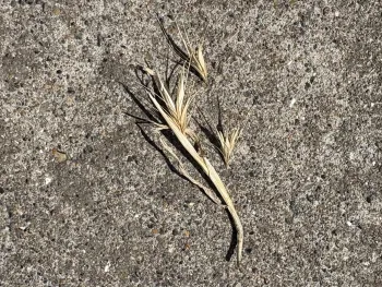 close up of awns in foxtail seed head