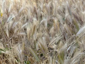 closeup of many foxtail seedheads ready to disperse