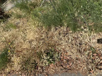foxtails in weedy home garden