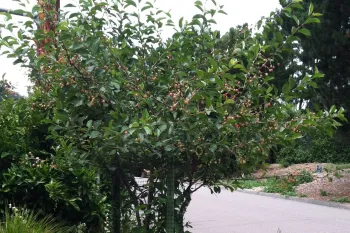 fruit tree