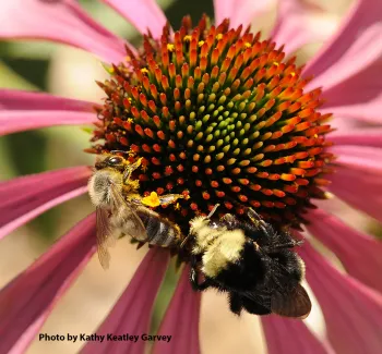 A honey bee (Apis mellifera) and a bumble bee (Bombus vosnesenskii) share a cone flower in the UC Davis Bee Haven. (Photo by Kathy Keatley Garvey)