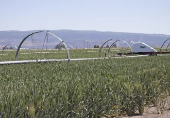 Wheel line irrigation system at Intermountain Research and Extension Center