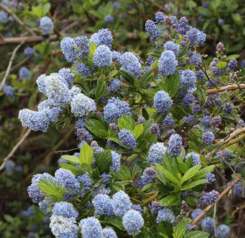 Round pale blue ceanothus flowers on bush 