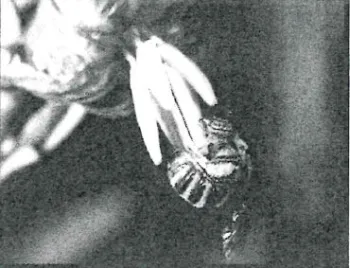 25-Oak-Woodland-Bees