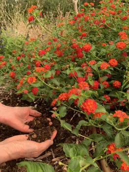 A happy gardener's hands in the soil. John Ober