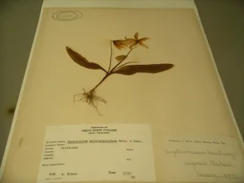 Fawn lilies have thrived here for a long time, as evidenced by this CSUC Herbarium specimen from 1897. Cindy Weiner