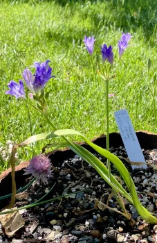 Triteleia laxa, or Ithuriel’s Spear, beginning to bloom in a rustic home planter. Michelle Graydon