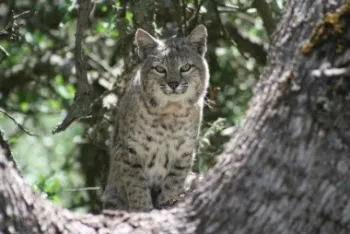 bobcat in oaks