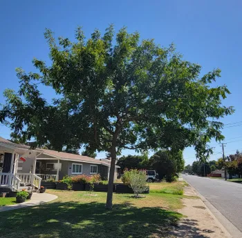 Tall tree with spreading canopy providing excellent shade.
