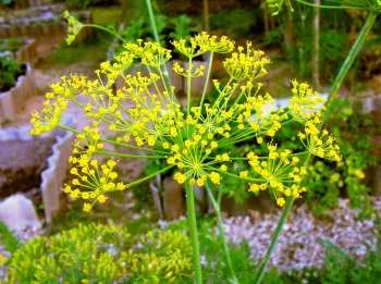 Dill (Anethum graveolens)