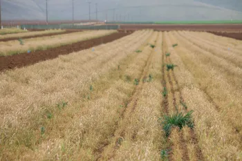  sudangrass is damaged by cold weather during the winter