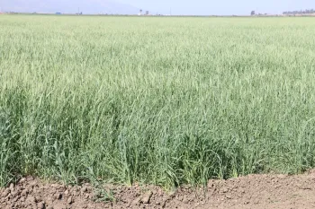 fall cover crop planted on flat ground