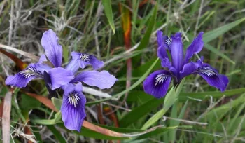 Wild Douglas Iris Pt Reyes National Seashore