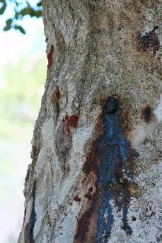 Mancha de savia en la corteza de un roble. 
