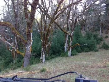 conifer encroachment